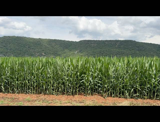 50HA FARM FOR SALE IN WEENEN